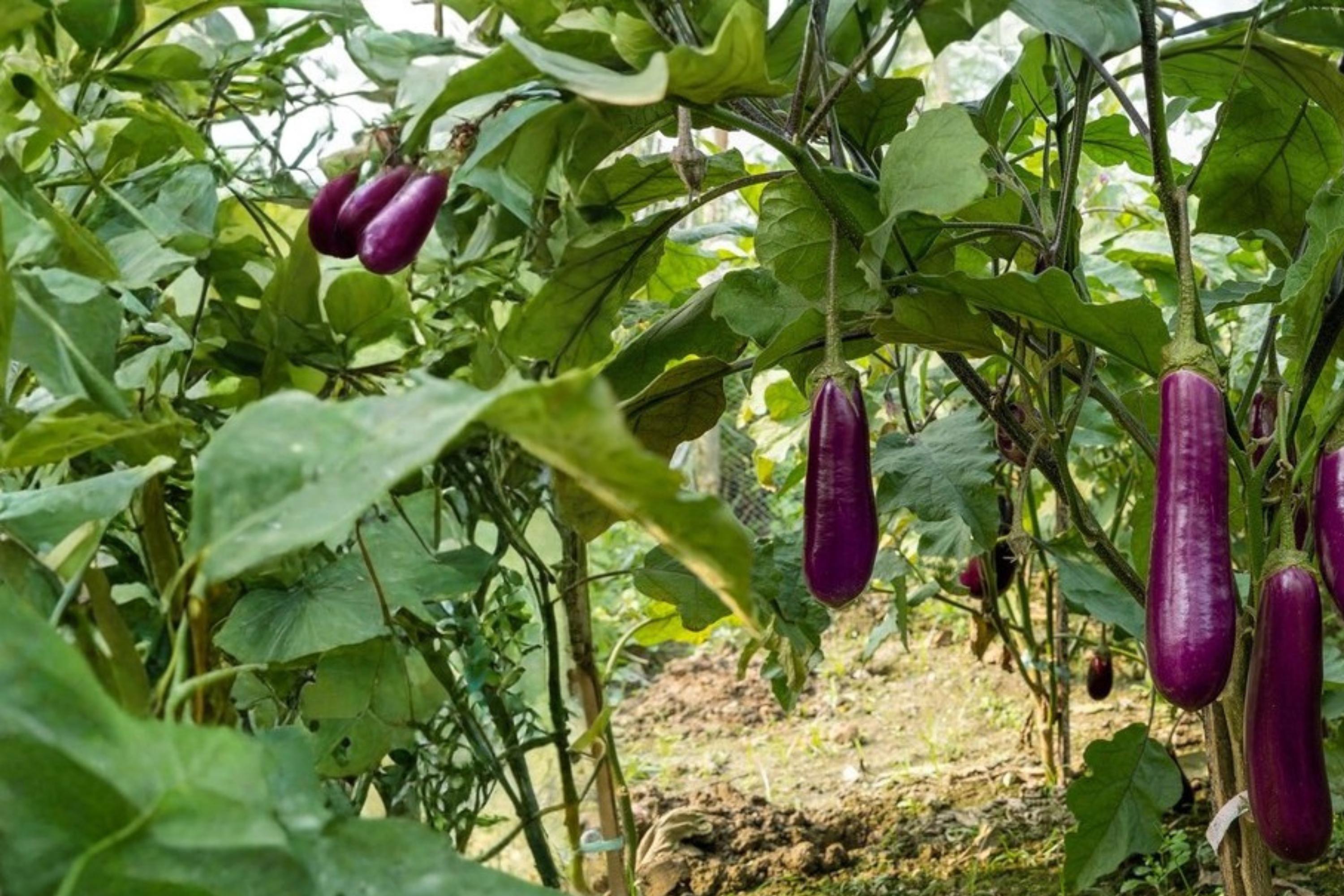 Long Purple Eggplant Seeds – Solanum melongena Herbaceous Vegetable for Garden Beds & Containers, Purple Fruit
