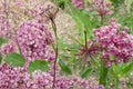 Rose Milkweed Seeds – Asclepias incarnata – Pink Flower Clusters, Native Perennial for Wetlands & Borders