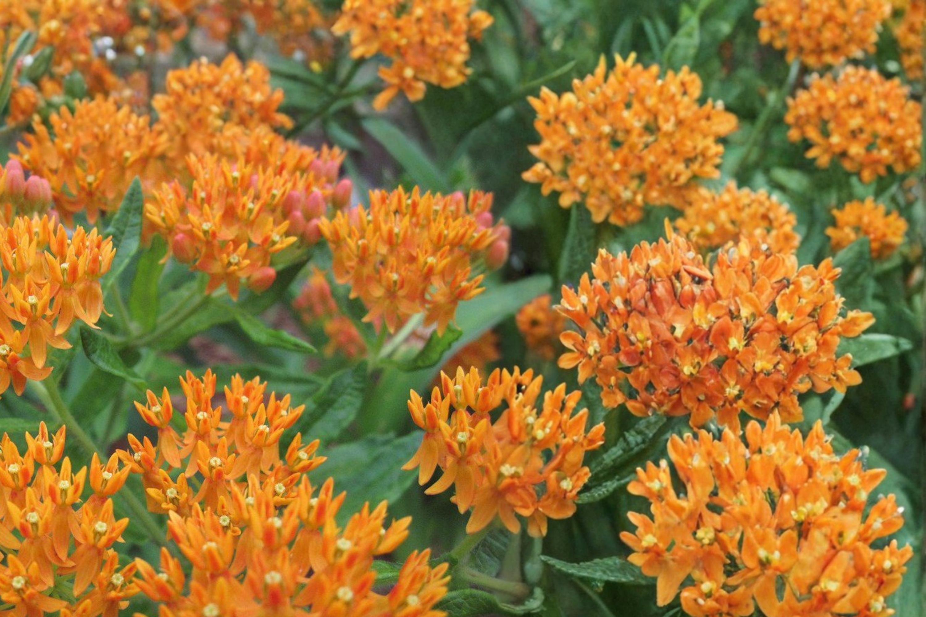 Butterfly Weed Seeds – Asclepias tuberosa – Native Perennial with Bright Orange Flowers for Pollinator Gardens