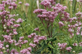 Joe Pye Weed Seeds – Eutrochium maculatum, Perennial Pink Mauve Flower Clusters, Native Meadow & Border Plant