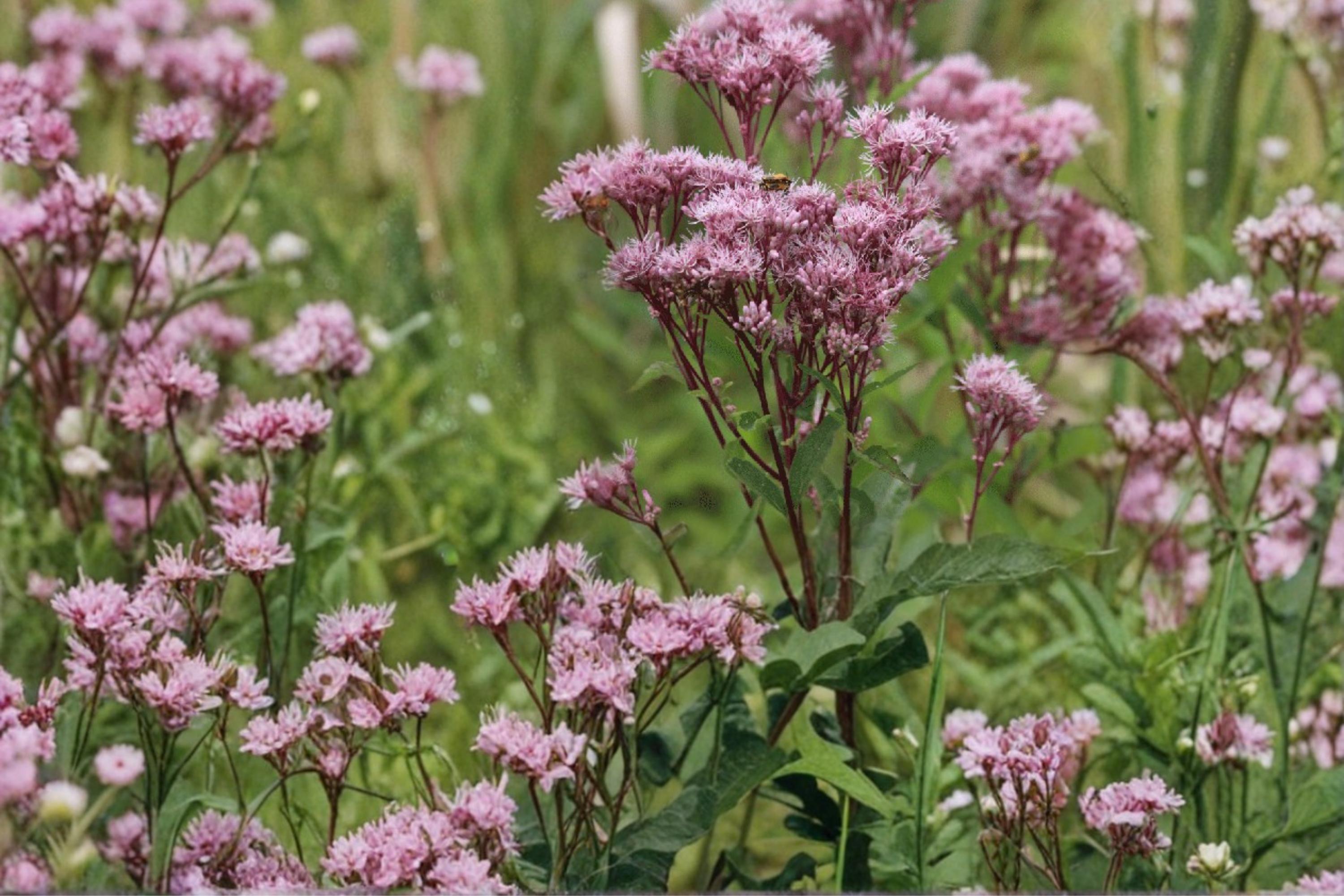 Joe Pye Weed Seeds – Eutrochium maculatum, Perennial Pink Mauve Flower Clusters, Native Meadow & Border Plant