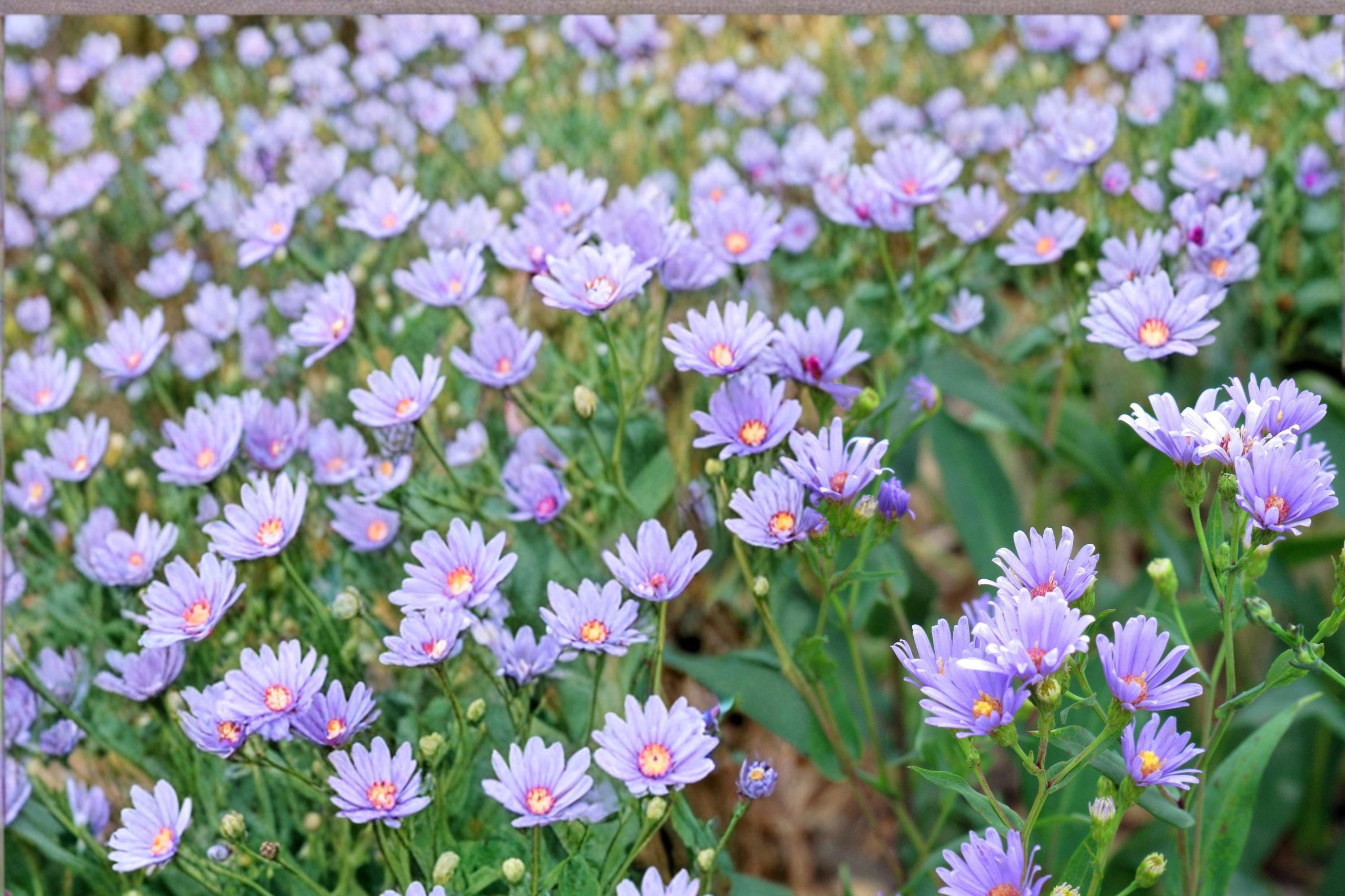 Smooth Blue Aster Seeds – Symphyotrichum laeve Herbaceous Perennial for Gardens, Prairies & Borders, 100 Seeds