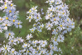 Sky Blue Aster Seeds 100 Symphyotrichum oolentangiense Native Perennial Wildflower Plant