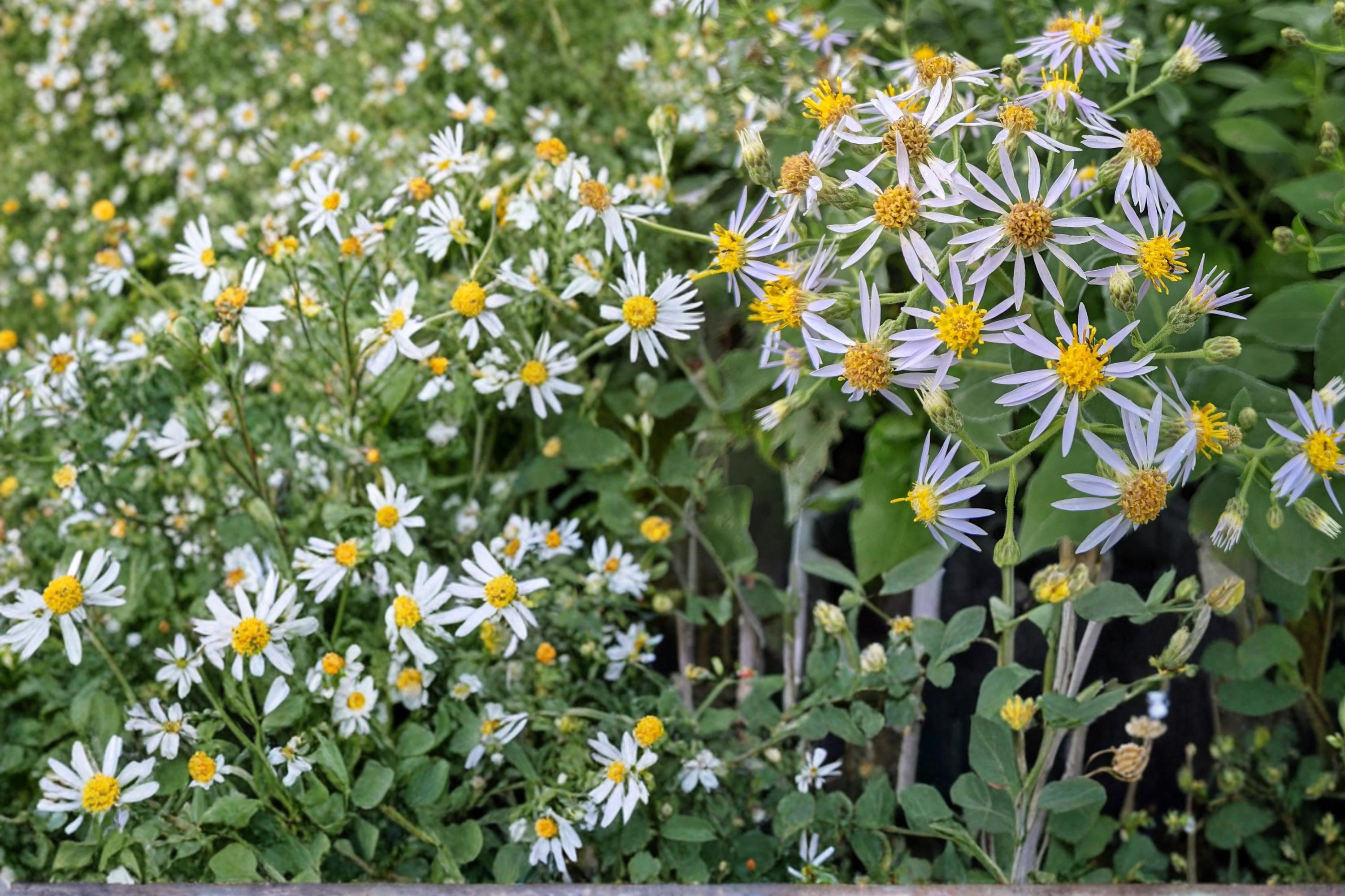 Crooked-Stemmed Aster Seeds 100 Symphyotrichum prenanthoides Herbaceous Perennial Lavender Blue Wildflower