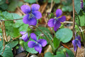 Common Blue Violet Seeds | Viola sororia Native Wildflower, Edible & Medicinal Ground Cover, Pollinator-Friendly, 25 Seeds