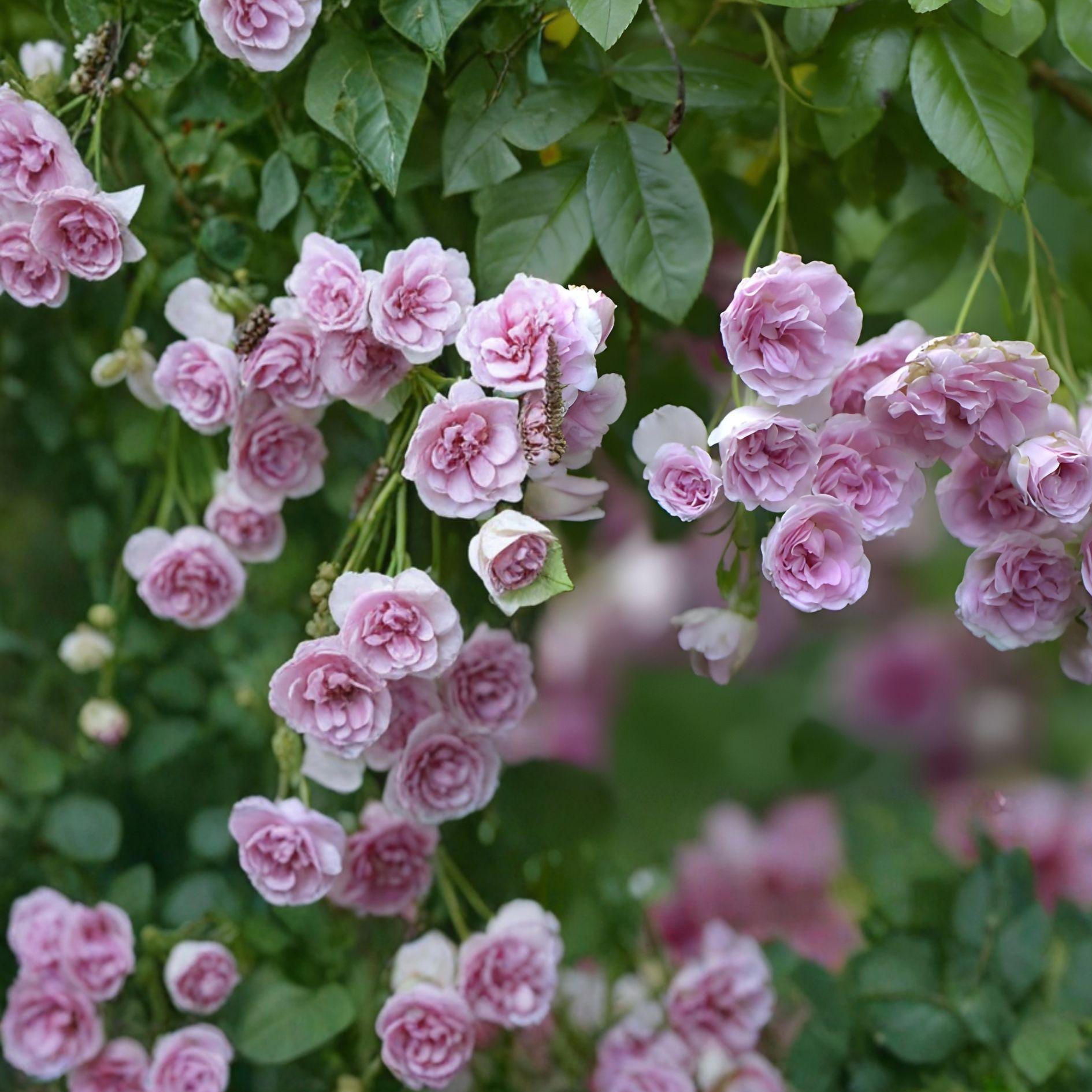 Seven Sisters Rose Plant | Heirloom Fragrant Climbing Rose | Rosa multiflora | Live Rooted Cutting