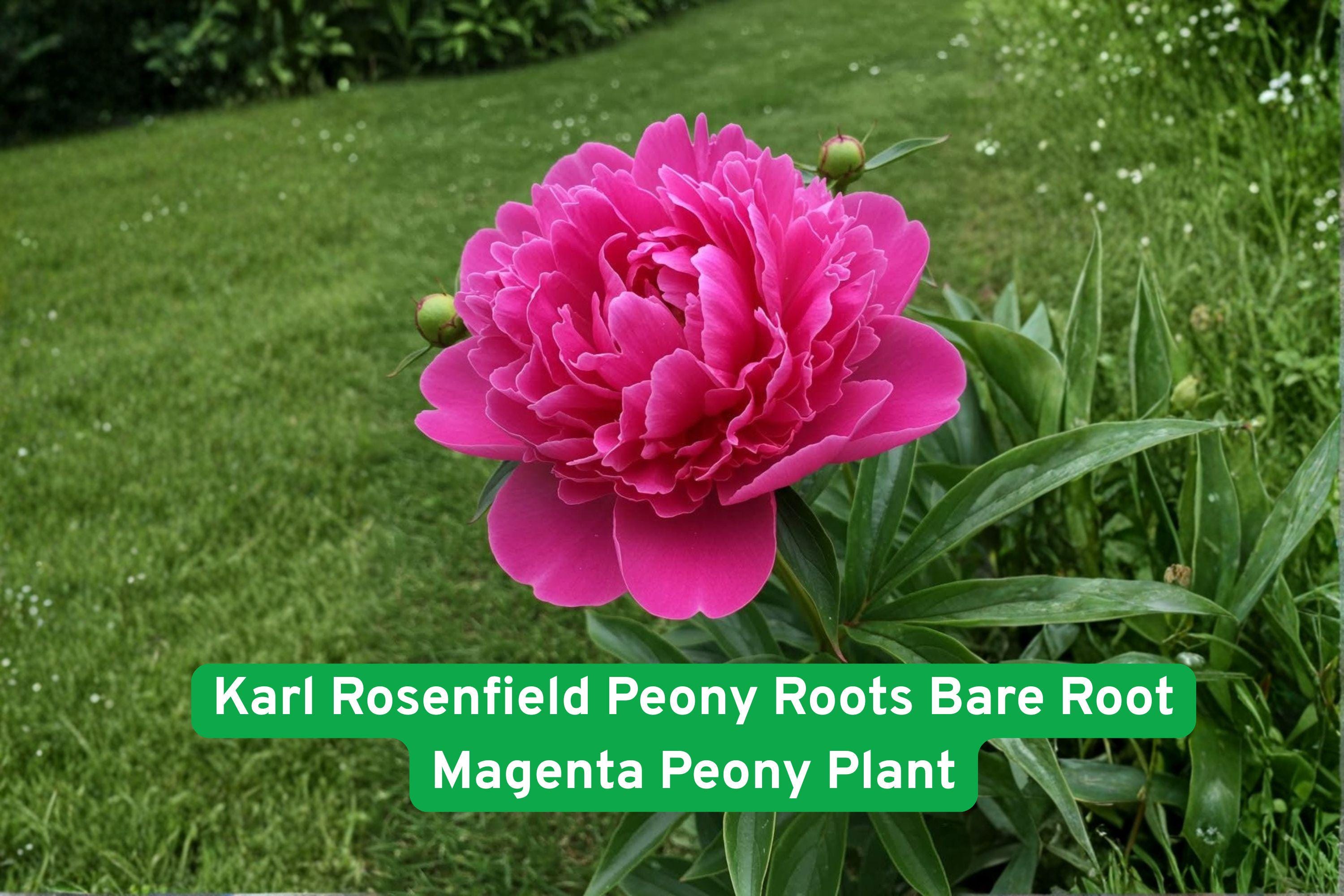 Karl Rosenfield Peony Roots - Bare Root Magenta Fragrant Perennial Paeonia lactiflora for Garden Beds & Cut Flowers