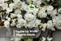 Double Up White Begonia Seeds, 25 Pack, Tuberhybrida, White Double Blooms, Shade Garden, Container, Border, Mounded Growth