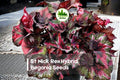 St Nick Rex Hybrid Begonia Seeds – Rex Foliage, Shade-Loving, Indoor & Container Plant, Begonia rex hybrid, Decorative Foliage
