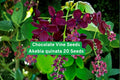 Chocolate Vine Seeds Akebia quinata – Climbing Vine with Fragrant Purple Flowers, Fast-Growing Garden Seeds