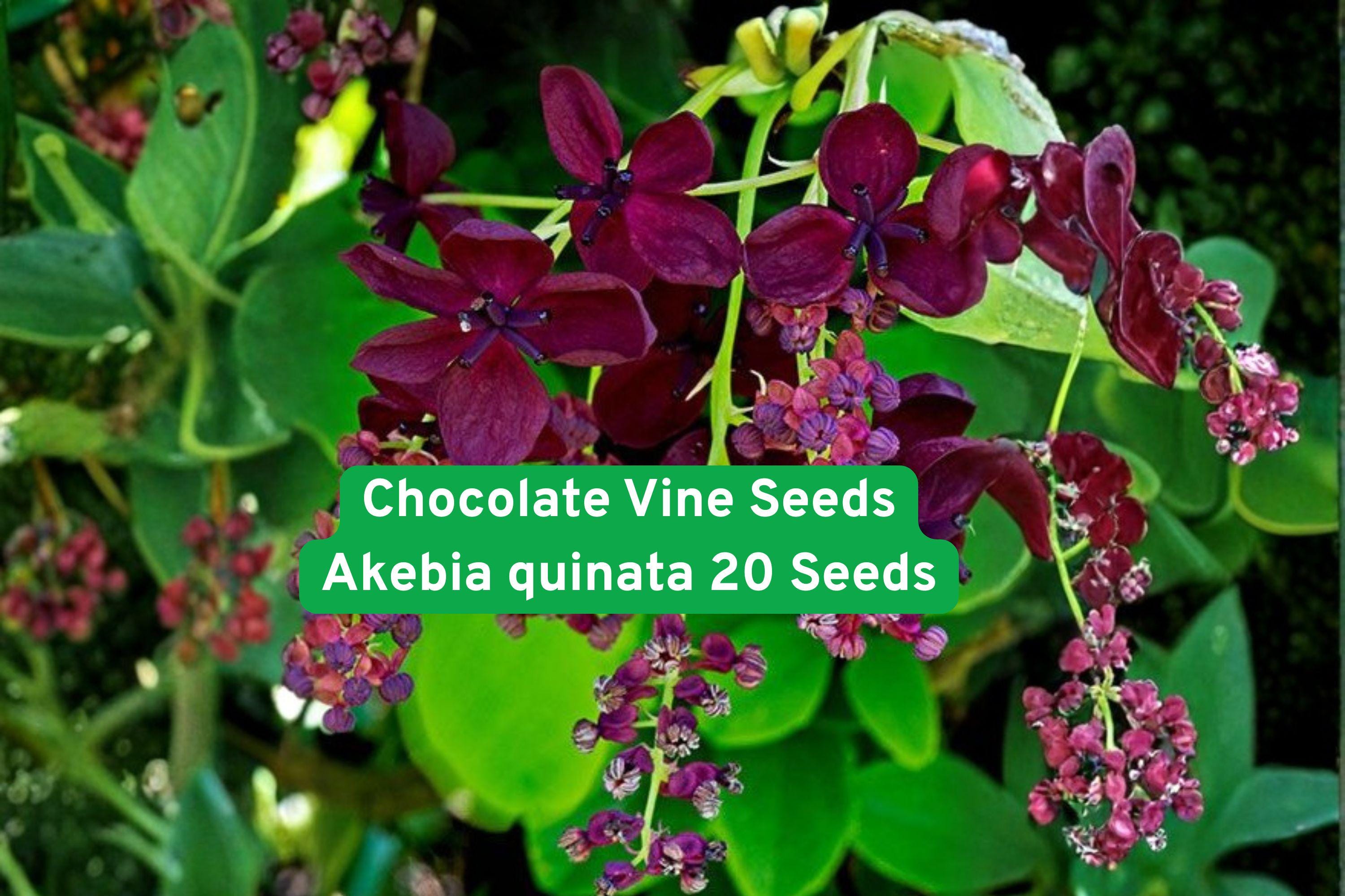 Chocolate Vine Seeds Akebia quinata – Climbing Vine with Fragrant Purple Flowers, Fast-Growing Garden Seeds