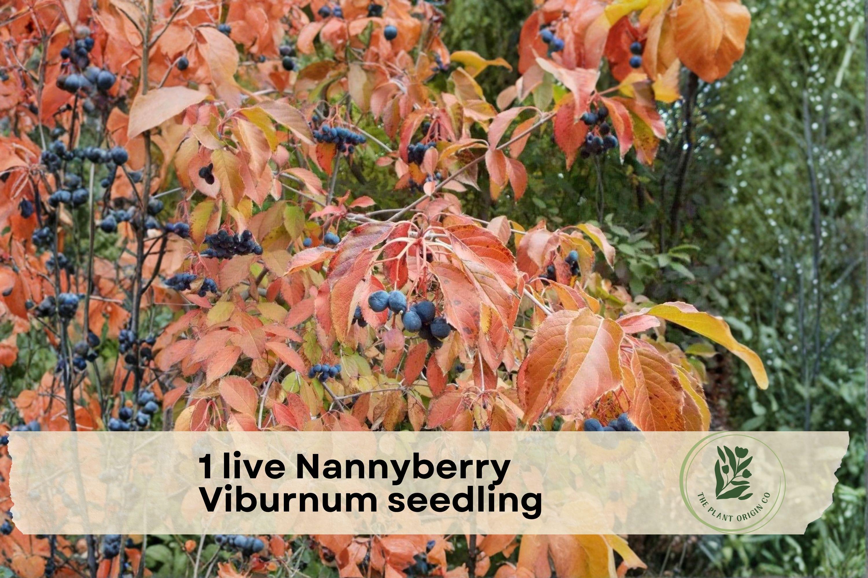 Live Nannyberry Viburnum Seedling – Native Shrub, Edible Berries, Wildlife-Friendly, 2 Feet Tall Viburnum lentago Plant
