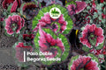 Paso Doble Begonia Seeds, Double Orange Blooms, Shade-Loving, Begonia × tuberhybrida, Container & Border Plant