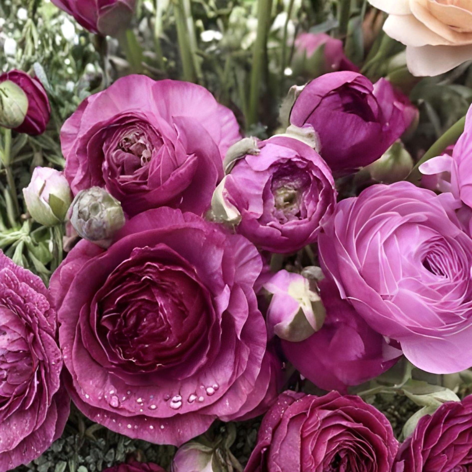 Purple Ranunculus Bulbs – Peony-Style Blooms, Flowering Bulb, Ranunculus asiaticus, Spring & Fall Planting