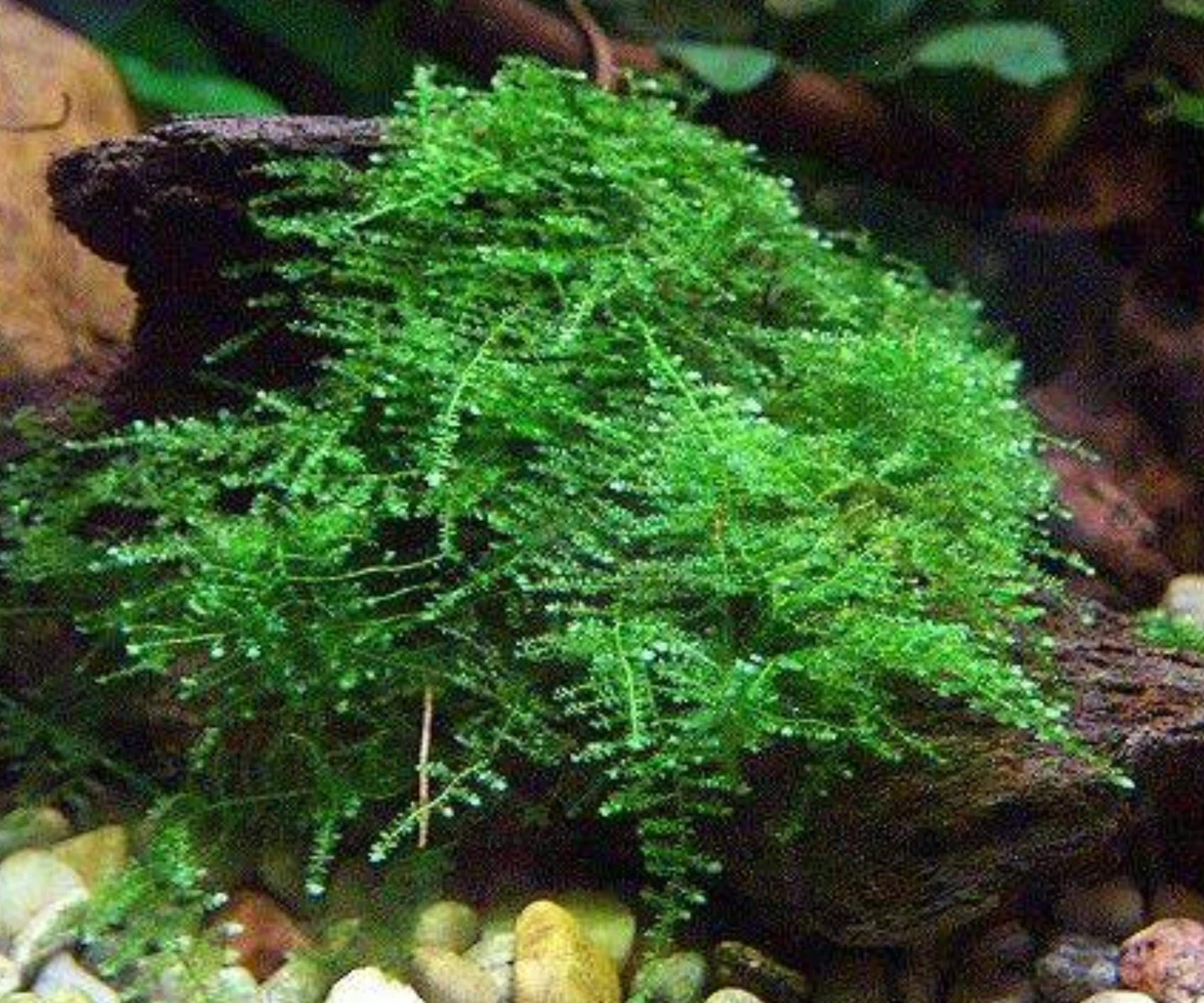 Christmas Moss Live Aquarium Plant, Vesicularia montagnei, Freshwater Terrarium Decor, Shrimp & Fish Tank, Lush Green Aquascape
