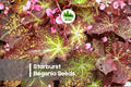 Starburst Rex Begonia Seeds – Decorative Foliage, Shade-Loving, Indoor & Container Plant, Begonia rex hybrid, 25 Seeds