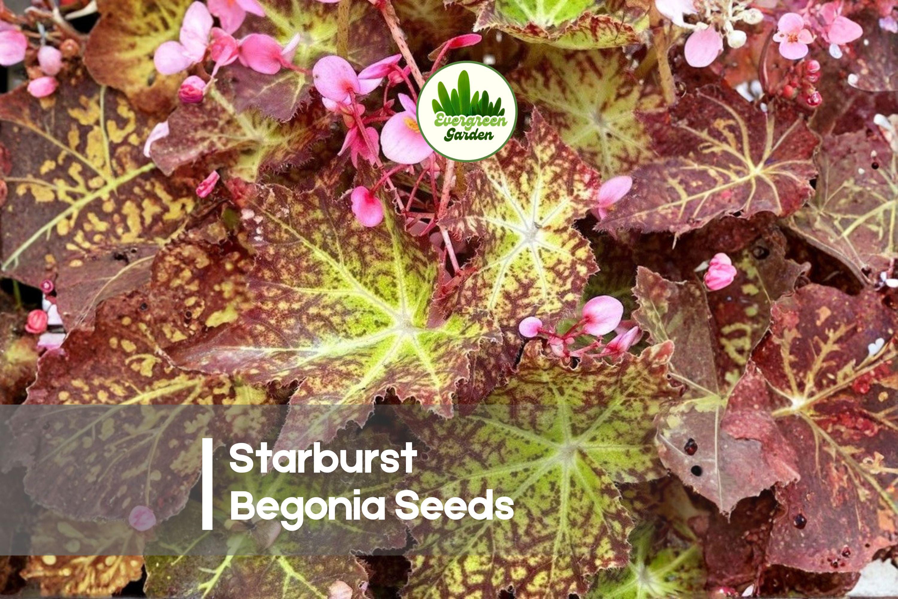 Starburst Rex Begonia Seeds – Decorative Foliage, Shade-Loving, Indoor & Container Plant, Begonia rex hybrid, 25 Seeds