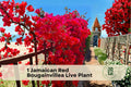 Jamaican Red Bougainvillea Live Plant Starter Potted Flowering Vine Tropical Red Bracts for Patio Garden