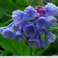 Virginia Bluebells Seeds 10 Pack – Mertensia virginica Spring Wildflower, Pink-to-Blue Blooms, Shade Garden Perennial