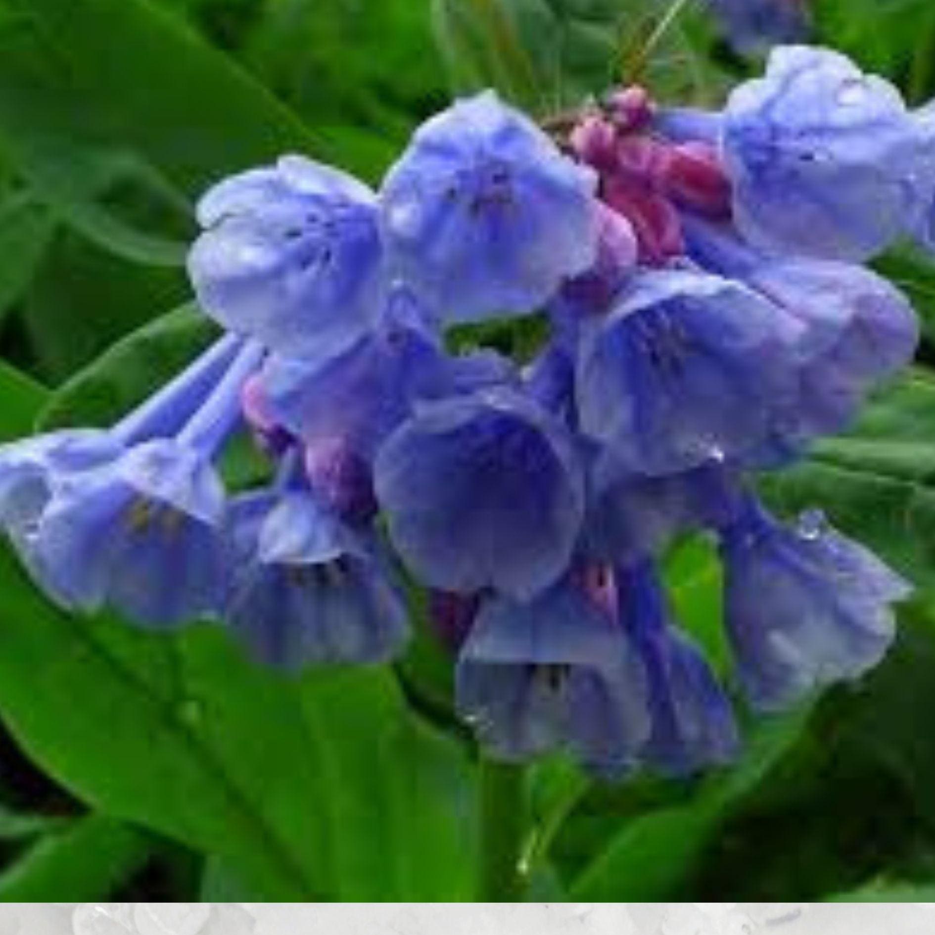 Virginia Bluebells Seeds 10 Pack – Mertensia virginica Spring Wildflower, Pink-to-Blue Blooms, Shade Garden Perennial