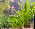 Live Java Fern Aquarium Plants 3 Pack Bare Root Microsorum Pteropus Freshwater Easy Care for Beginners