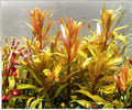 Nesaea Pedicellata Golden Live Aquarium Plant Stem, Freshwater Red Background, High-Light Aquascape, 4–8 inches