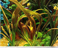 Live Aquarium Plant, Red Rubin Amazon Sword, Echinodorus Rubin, Freshwater Background, Hardy, Beginner-Friendly