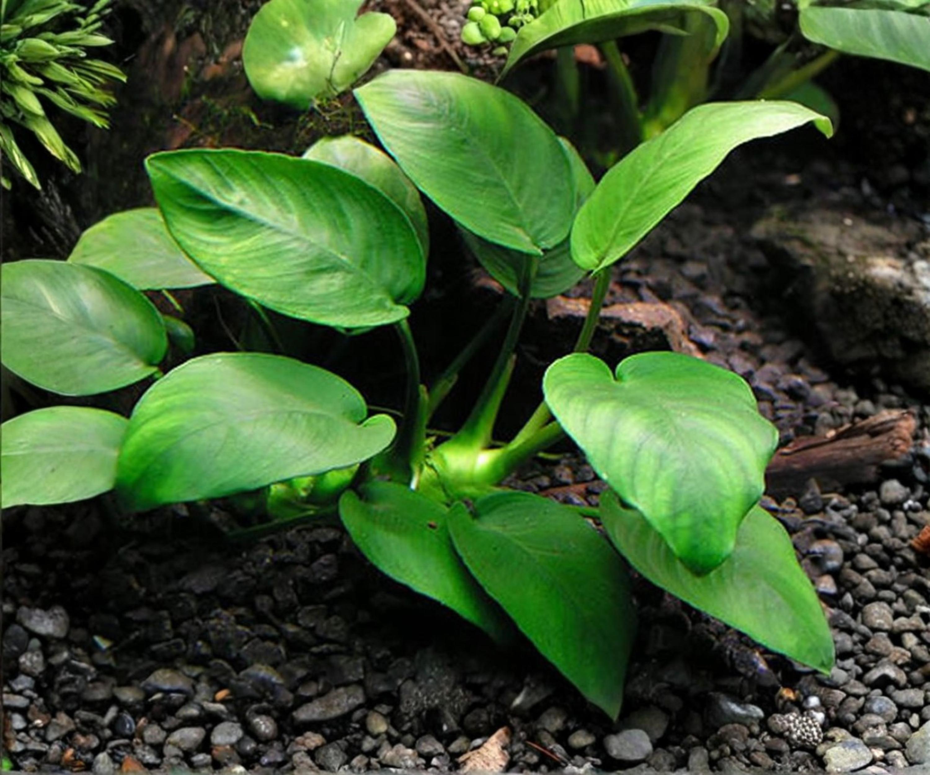 Anubias Barteri Live Aquarium Plant | Low Light Freshwater Rhizome for Aquascape & Shrimp Tanks