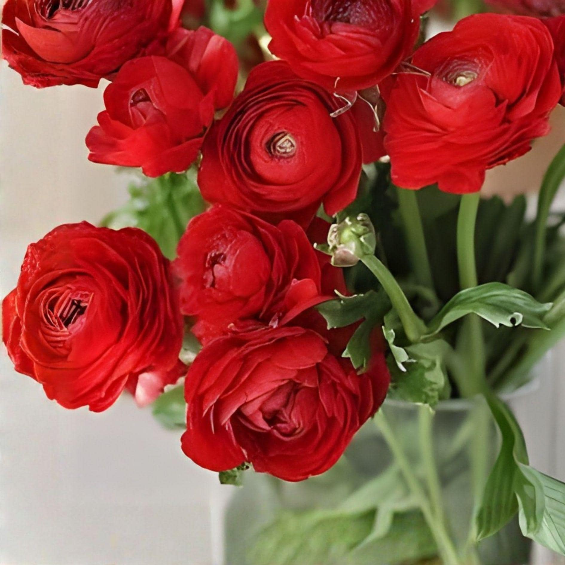 Red Ranunculus Bulbs – 10 Corms for Fall & Spring Planting, Peony-Style Blooms, Ranunculus asiaticus