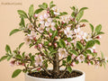 Nanking Cherry Seeds 3 Pack - Heirloom, Non-GMO Prunus tomentosa Fruit Shrub for Garden Planting