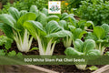 500 White Stem Pak Choi Seeds | Brassica rapa subsp. chinensis Vegetable Seeds for Garden Beds & Containers