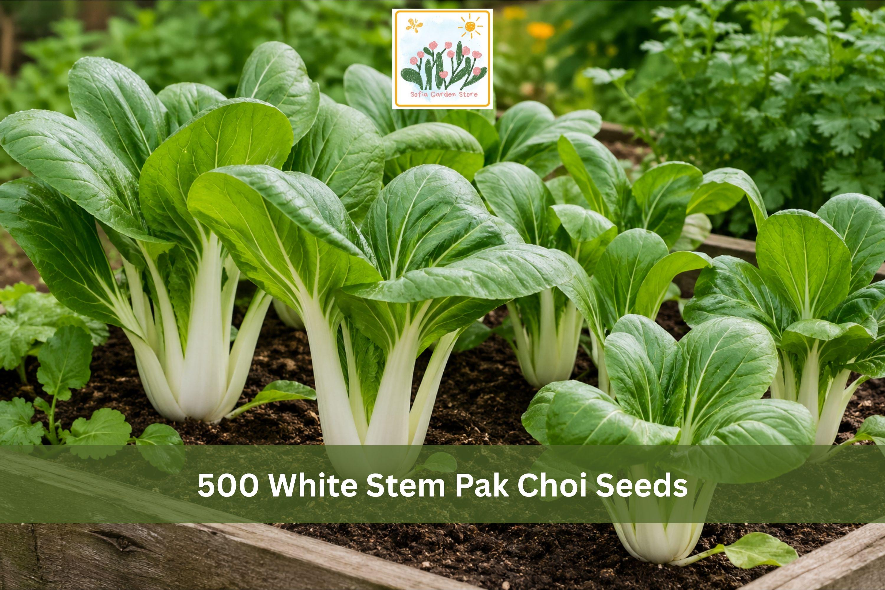 500 White Stem Pak Choi Seeds | Brassica rapa subsp. chinensis Vegetable Seeds for Garden Beds & Containers