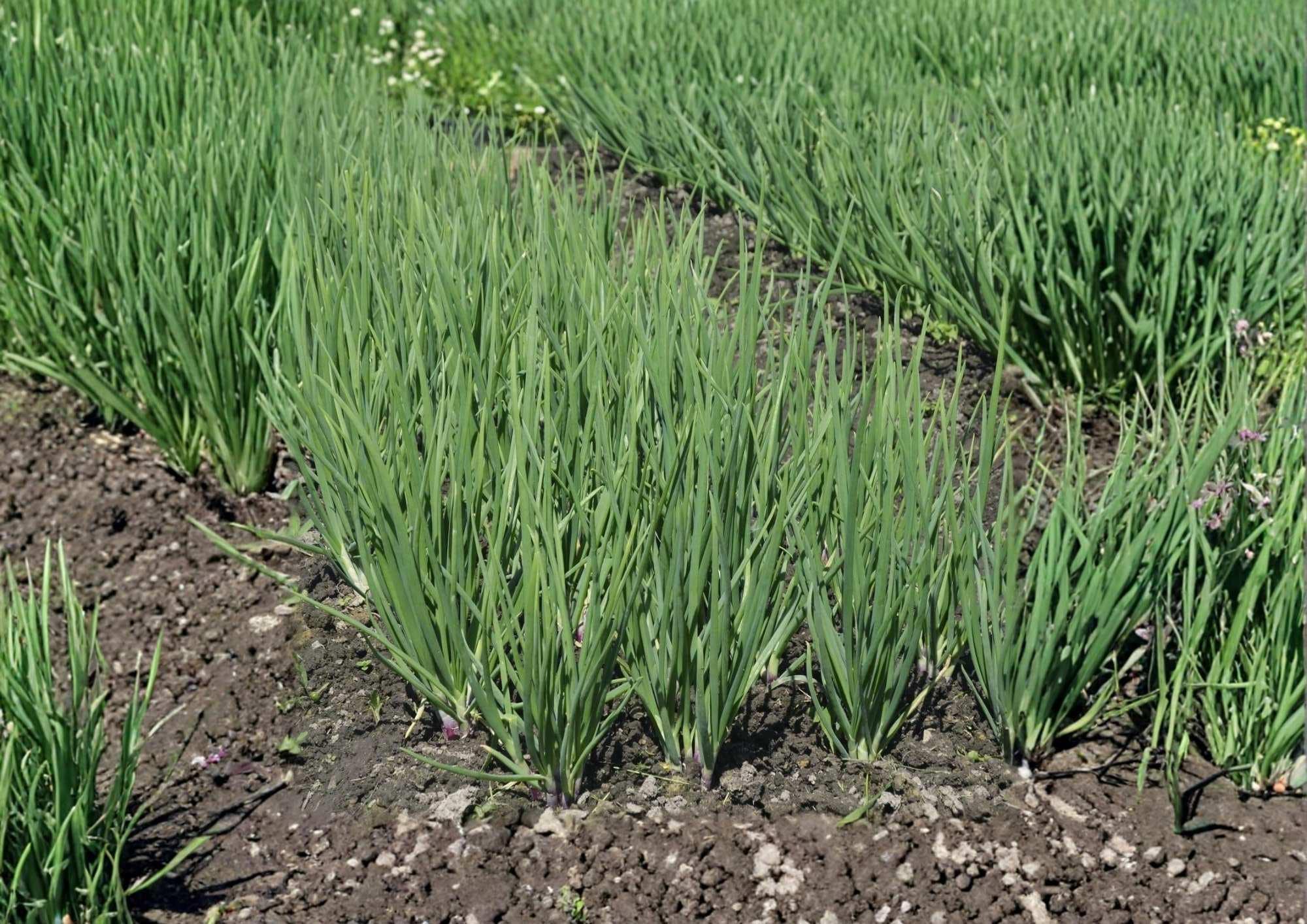 250+ Ishikura Winter Long Onion Seeds – Heirloom Bunching Scallion Seeds for Cold Hardy Garden Planting, White Stalks, Mild Flavor