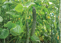 25+ Dragon Suhyo Cucumber Seeds, Long Ribbed Heirloom Vegetable Seeds for Garden Planting, Cucumis sativus