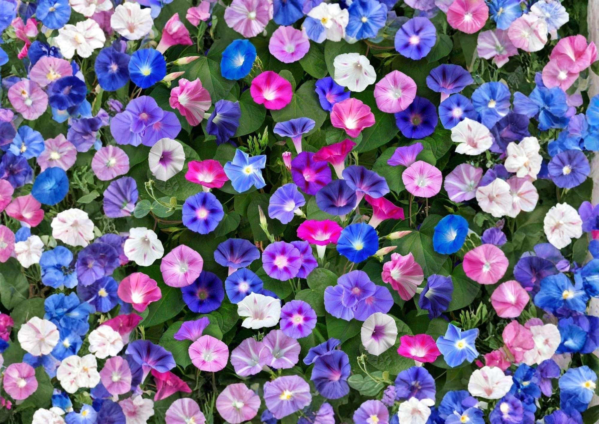 Morning Glory Seeds Mixed Colors Climbing Vine Flower Seeds for Garden, Fast Growing, Trellis, Fence Coverage, Ipomoea tricolor