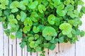 Gotu Kola Seeds – Centella asiatica Ground Cover Herb, Perennial, Tropical & Subtropical Plant for Gardening