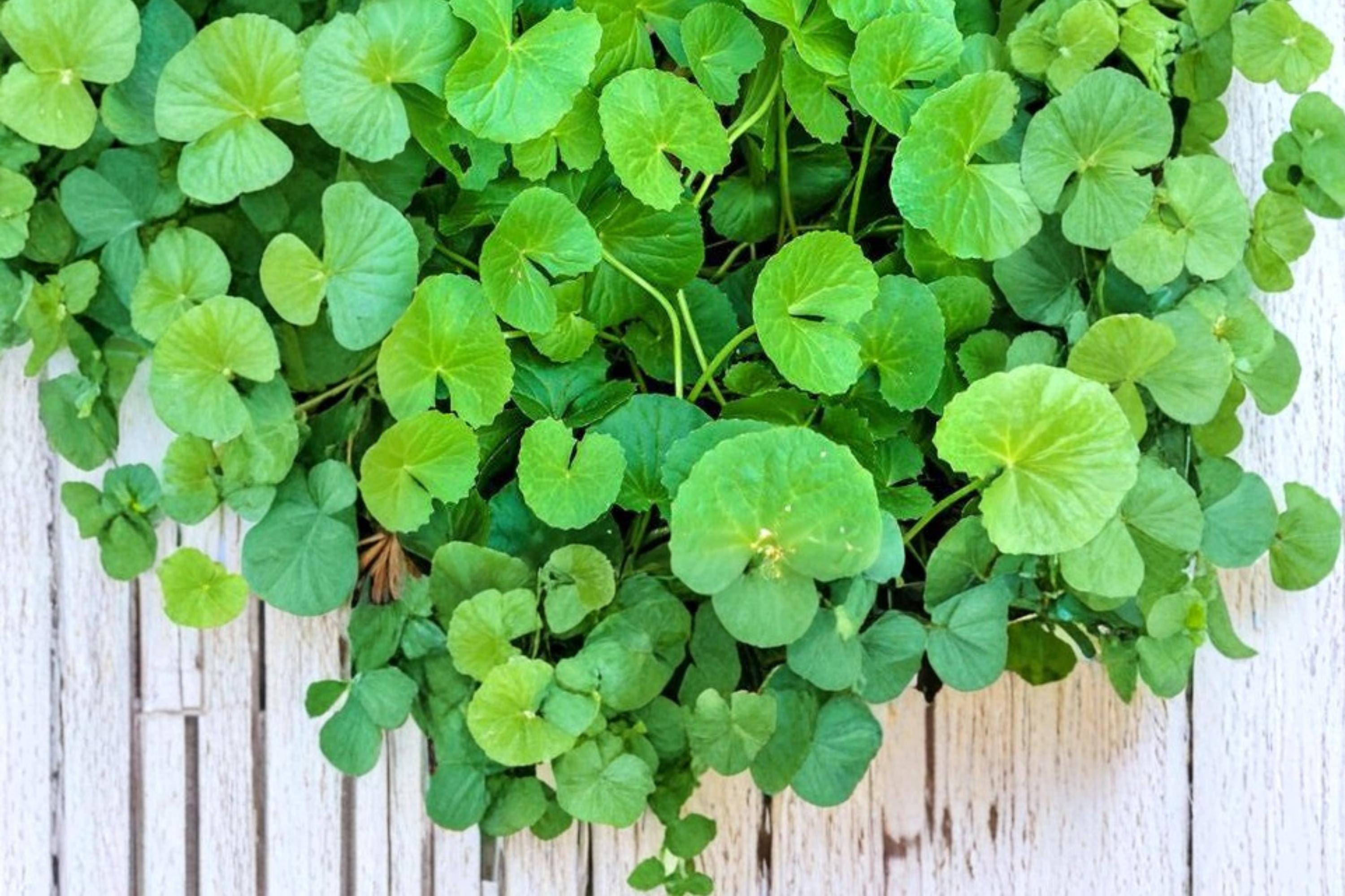 Gotu Kola Seeds – Centella asiatica Ground Cover Herb, Perennial, Tropical & Subtropical Plant for Gardening