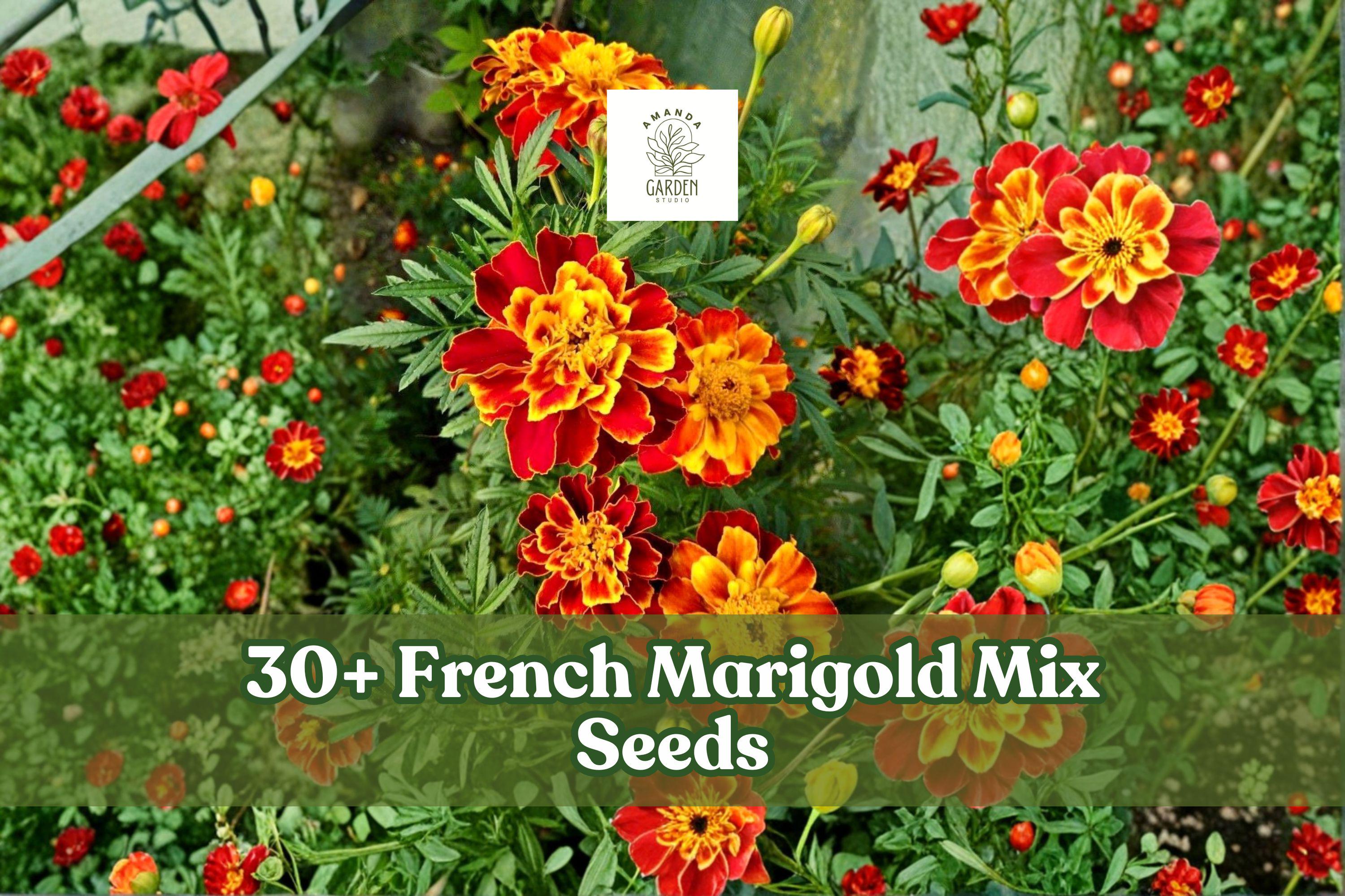 30+ French Marigold Seeds | Tagetes Patula Colorful Annual Flower for Pots & Borders