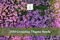 200 Creeping Thyme Seeds | Purple Groundcover Herb Perennial for Lawn Alternative | Thymus serpyllum Seeds