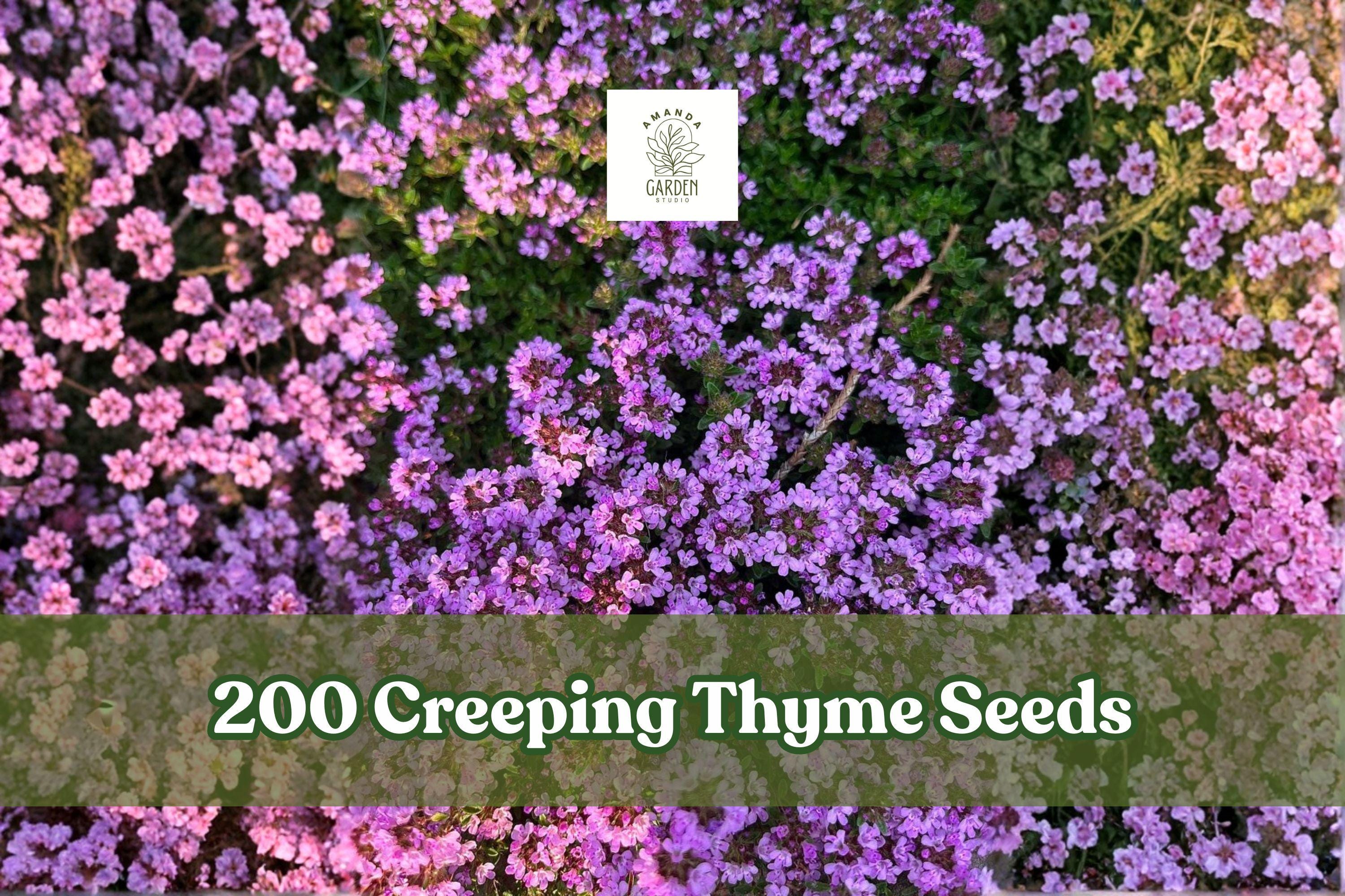 200 Creeping Thyme Seeds | Purple Groundcover Herb Perennial for Lawn Alternative | Thymus serpyllum Seeds