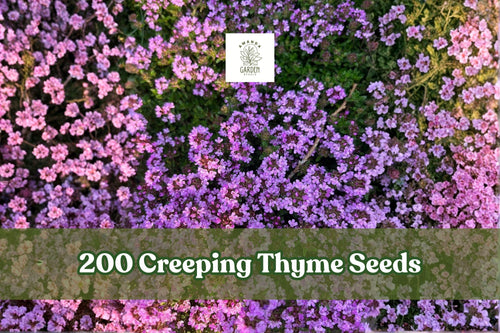 200 Creeping Thyme Seeds | Purple Groundcover Herb Perennial for Lawn Alternative | Thymus serpyllum Seeds