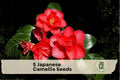 Japanese Camellia Seeds - Evergreen Shrub, Camellia japonica, Partial Shade, Garden, Landscape, Ornamental, 5 Pack