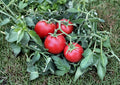 Rio Grande Tomato Seeds – Heirloom Non-GMO, Determinate, Roma-Style Red Paste Tomato for Garden and Container Growing