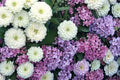 Zinnia Seeds | Polar Bear White Zinnia elegans Dahlia-Flowered Annual for Garden & Cut Flowers