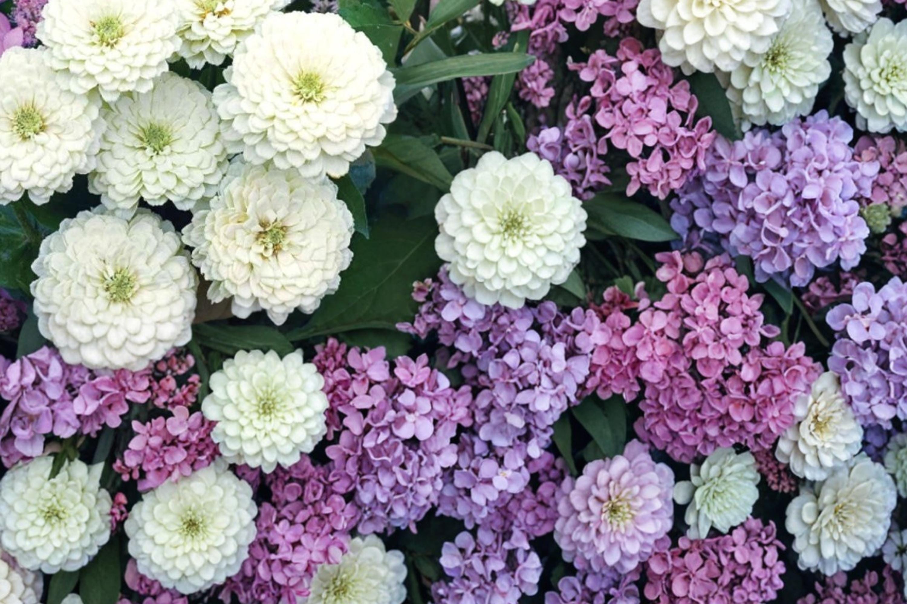Zinnia Seeds | Polar Bear White Zinnia elegans Dahlia-Flowered Annual for Garden & Cut Flowers