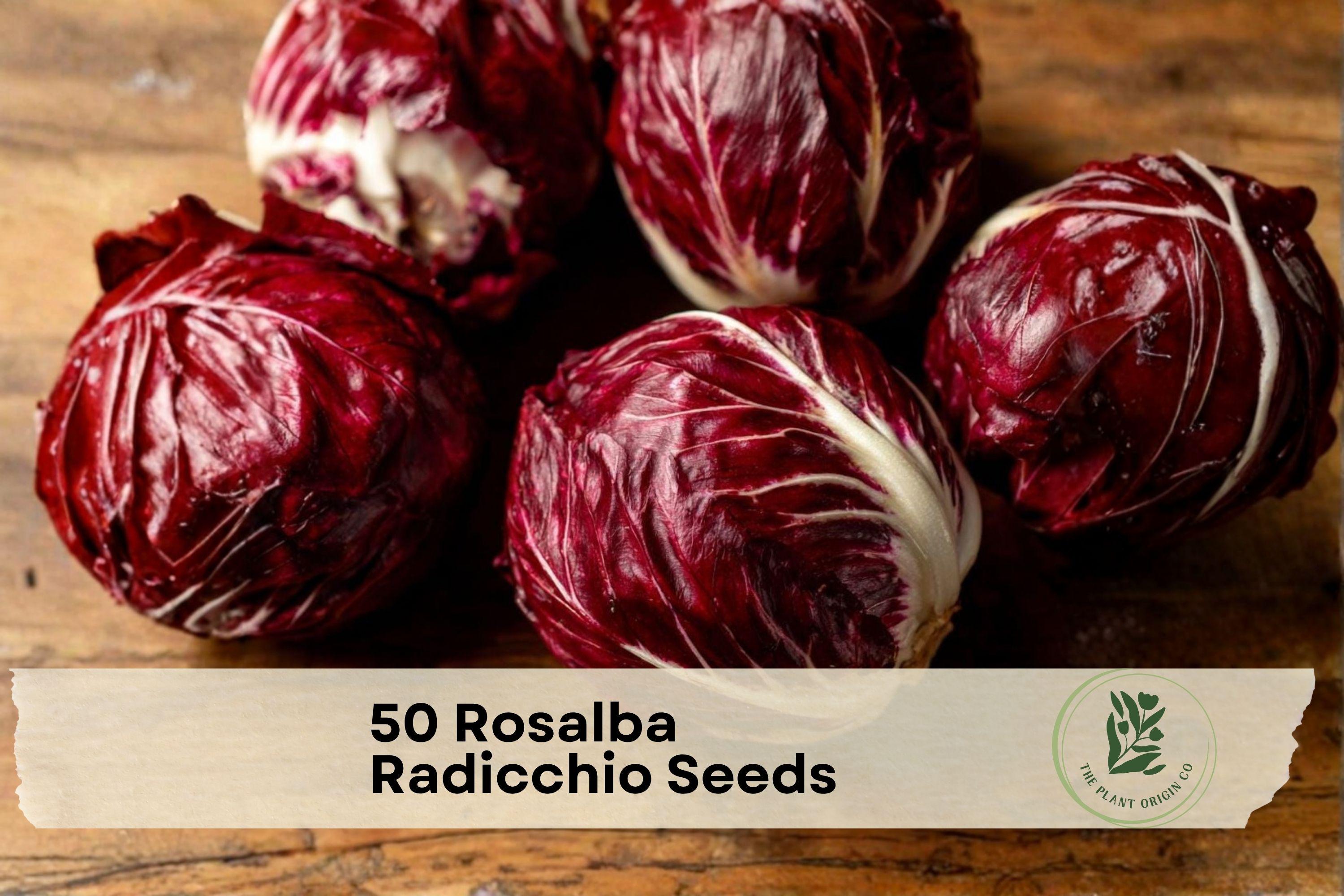 50 Rosalba Radicchio Seeds - Heirloom Pink Leaf Chicory for Cool-Season Gardens, Cichorium intybus