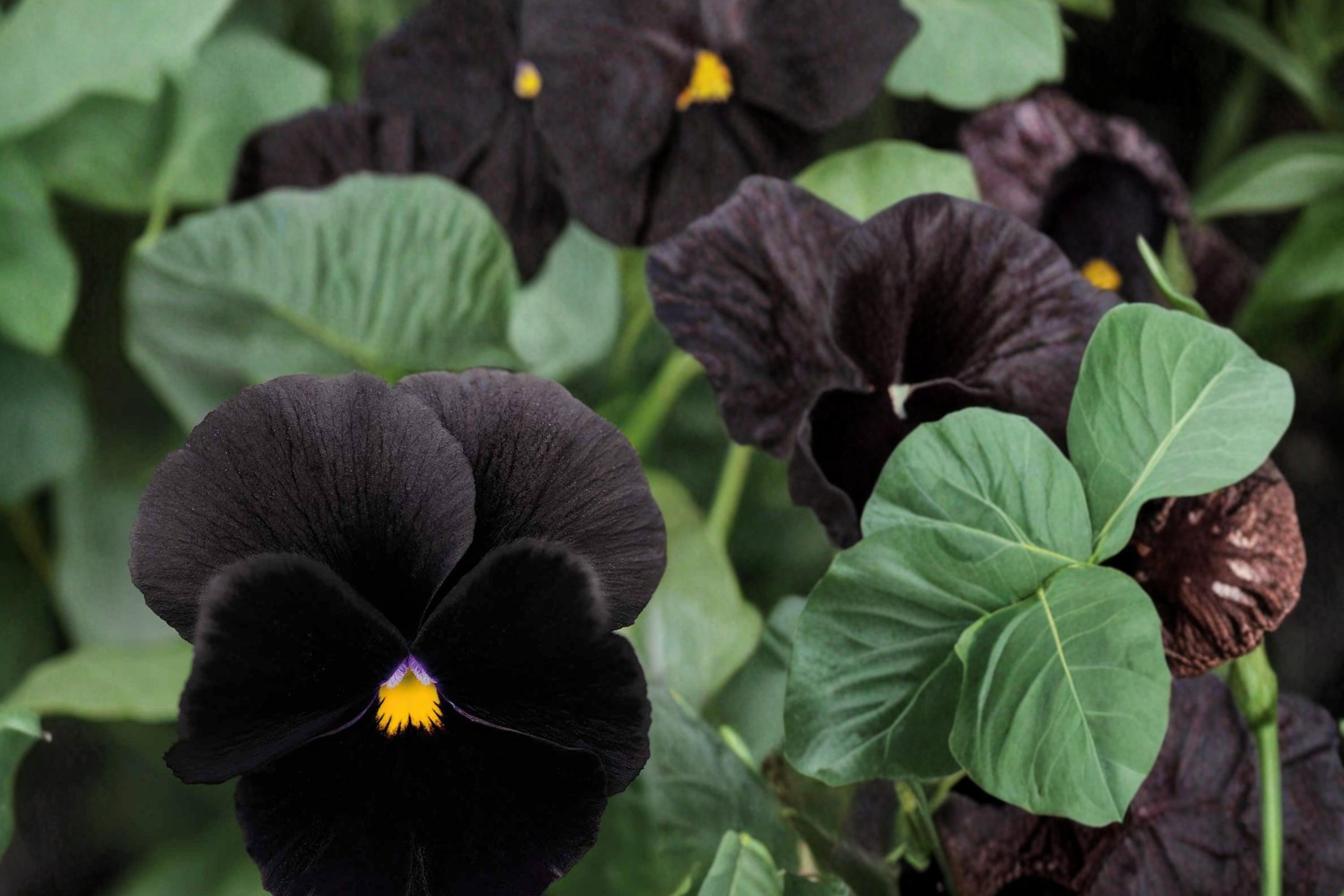 Black Pansy Seeds – Viola tricolor Dark Flower, Flowering Plant, Container & Garden Bed, Cool-Season Annual