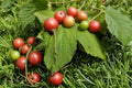 Jamaican Cherry Tree Seeds – Muntingia calabura Tropical Fruit Tree for Planting, Fast-Growing Ornamental Garden Tree