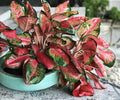 Mix Variety Aglaonema Live Plants 4 Pack Indoor Houseplants in 2-Inch Pots with Colorful Foliage (Chinese Evergreen)