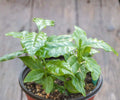 Arabica Coffee Plant Live 4 Pack Indoor Outdoor Tropical Houseplant Starter Trees